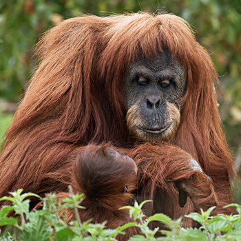 Chester Zoo Photography Day