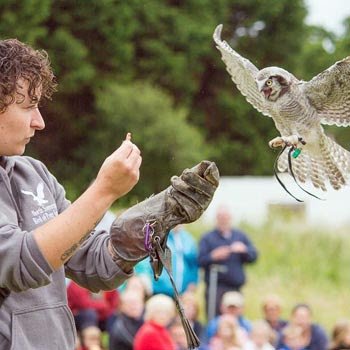 Birds of Prey North Somerset