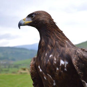 Falconry in Powys