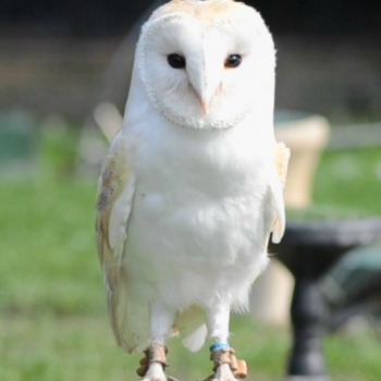 Falconry in Cheshire