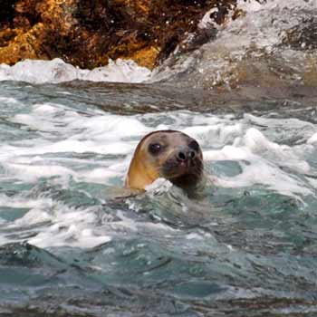 Wildlife Safari Padstow