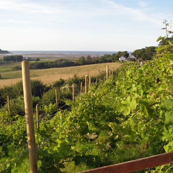 Anglesey Vineyard Tour & Tapas for Two