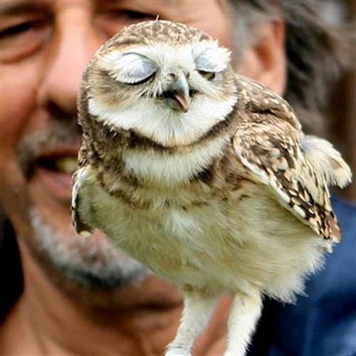 little owl with closed eyes little owl with closed eyes