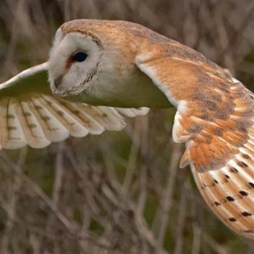 barn owl in flight barn owl in flight
