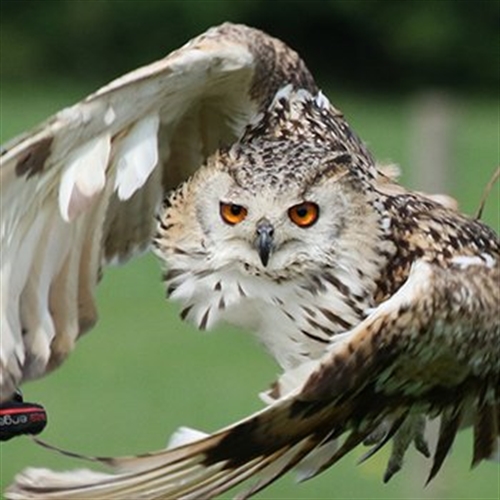 Birds of Prey Experiences at Sumners Lakes, near Horsham West Sussex
