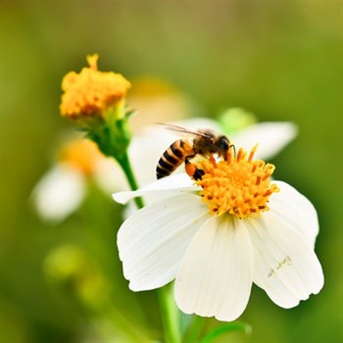 bee bee