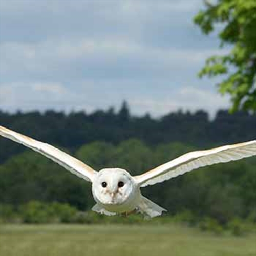 white flying owl white flying owl