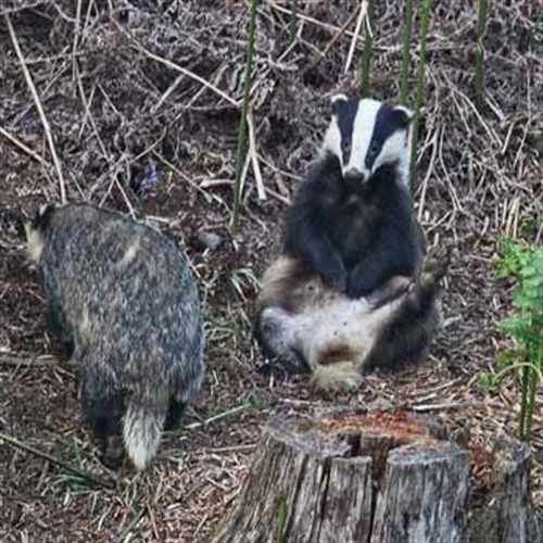 badger wildlife experience badger wildlife experience