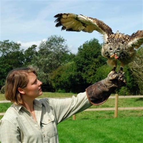 owl on glove owl on glove