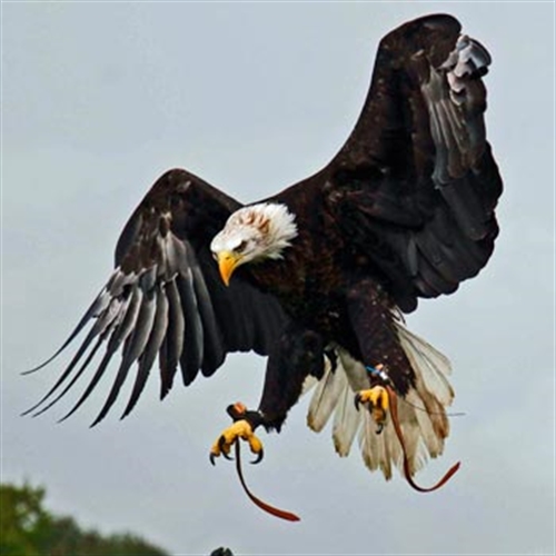 Falconry Experience Days | Falconry & Birds of Prey Near You | Into The ...