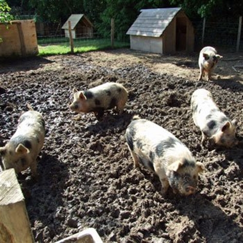 mud pigs mud pigs