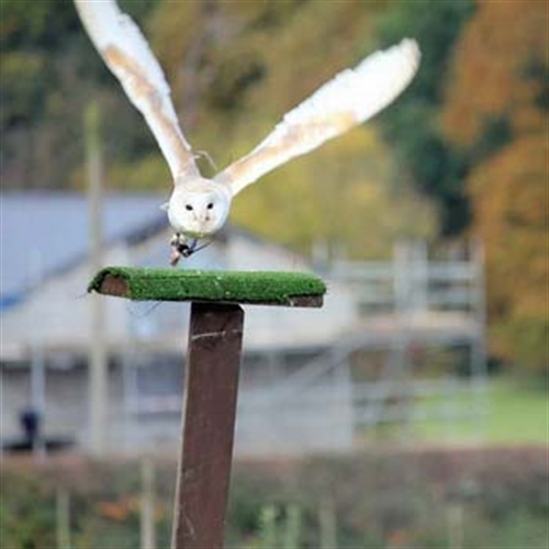 owl and perch owl and perch