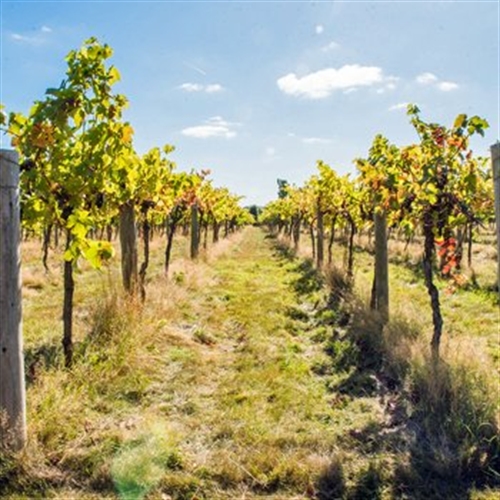 Stanlake Park Wine Estate Tour & Tasting For Two in Berkshire