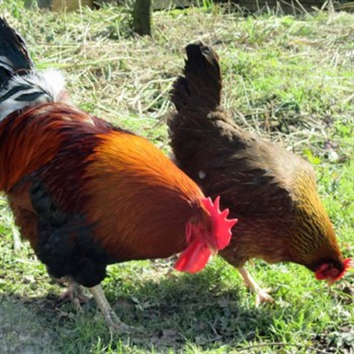 chicken chicken
