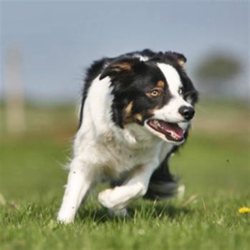 sheepdog running sheepdog running