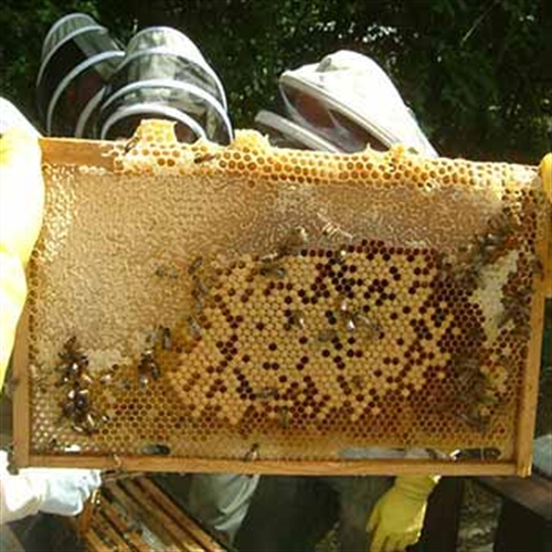 beehive beehive