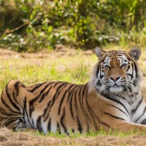 big cat big cat