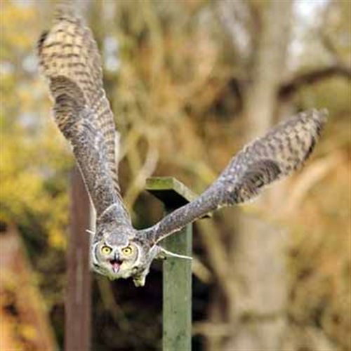 Birds of Prey Experiences in Bedfordshire