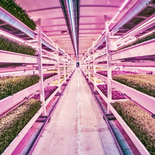 underground farm underground farm