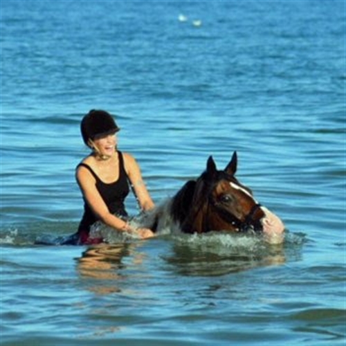 horse in water horse in water