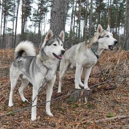 Husky ride Husky ride