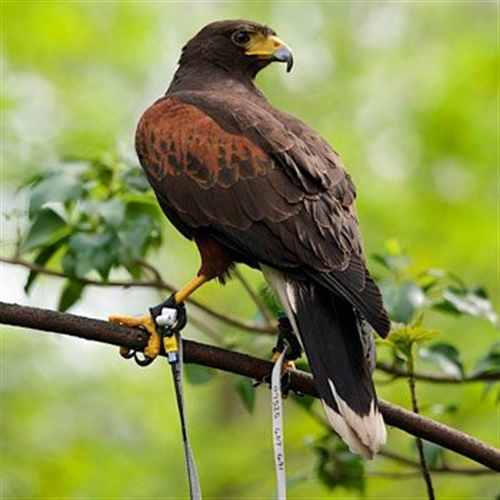 Birds of Prey in Pontefract West Yorkshire