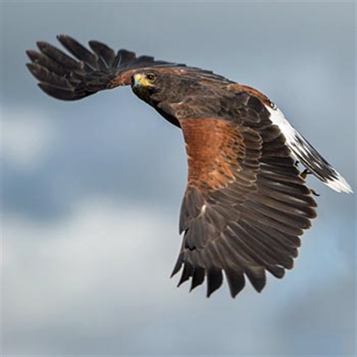 harris hawk harris hawk