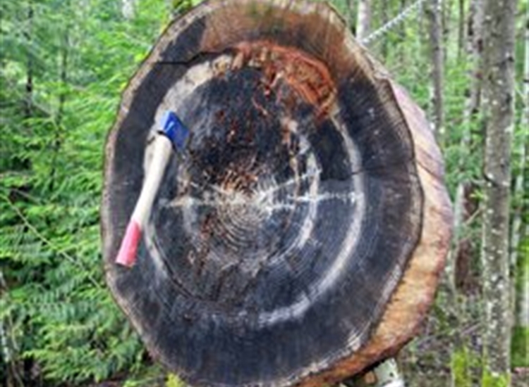 axe throwing axe throwing