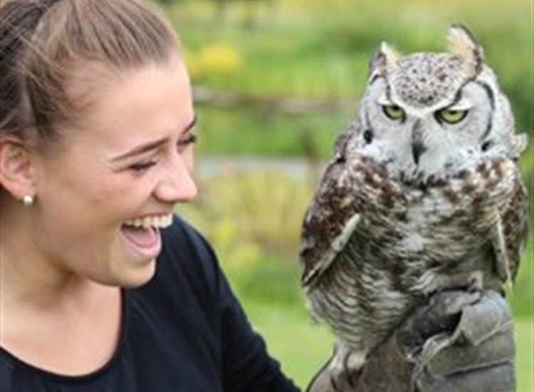 falconry falconry