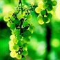 British Vineyard Tours - See How Wine is Made