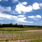 Vineyard fields 