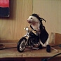rat on bike