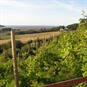 views of the vineyard